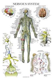 Spinal nerves—one of 31 pairs of nerves that originate on the spinal cord from anterior and posterior roots. Nervous System Anatomy Poster Laminated Autonomic Nervous System Brain Anatomical Chart 18 X 27 Amazon Com Industrial Scientific