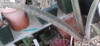 Image result for Sansevieria hallii