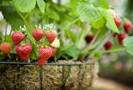 C'est toujours la même eau qui. Suivez Ces Etapes Faciles Et Decouvrez Comment Cultiver Des Fraises En Pot