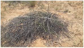 Image result for Schmidtia kalahariensis