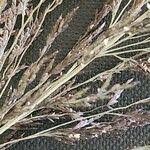 Image result for Eragrostis cylindriflora