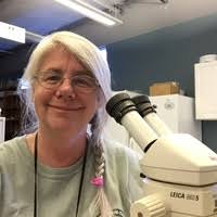 PDF) A History of the Classification of Foraminifera (1826-1933). Part II.  Notes