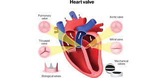 Read on for some hilarious trivia questions that will make your brain and your funny bone work overtime. How Much You Know About Valvular Heart Disease Trivia Quiz Proprofs Quiz