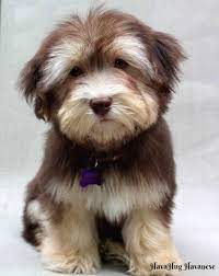 These vivacious and sociable companions are becoming especially popular with american city dwellers. Havahug Havanese Puppies Is A Michigan Based Havanese Breeder Of Quality Akc Havanese Dogs Non Shedding Hypo Allergen Havanese Puppies Puppies Havanese Dogs