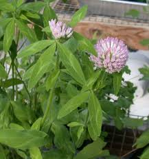 Image result for Trifolium masaiense