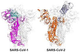 Check out rt for the latest updates and news on coronavirus in germany. Coronavirus Und Spikeprotein Neue Ansatze Fur Impfstoffe Und Medikamente Mdr De
