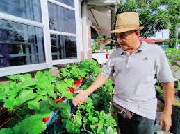 Ia juga dapat menghilangkan bahan kimia formaldehida dan xylene. Jual Pokok Strawberi Dari Rumah