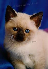 They love humans of all ages and they love to play and be the center of attention. Cat Names For Traditional Siamese Cat Diane Dunaway Siamese Kittens And Cats Pure Bred Siamese For Sale