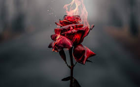 Sometimes it takes more than one try at it to succeed. Burning Rose 4k Wallpaper