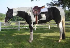 Black White And Brown Paint Horses Http Platinumpainthorses Com Images Forsale Baron Jpg Horse Equestrian Horses Brown And White Horse