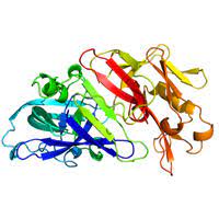 They do this by cleaving the peptide bonds within proteins by hydrolysis, a reaction where water breaks bonds. Protease Health Benefits And Uses Of Protease