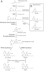 The Proposed Cannabinoid Biosynthetic Pathway A The