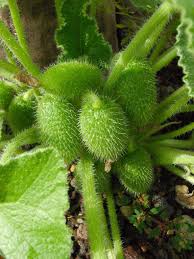 Image result for Eureiandra sp. A