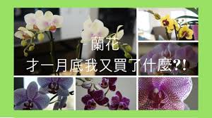 蘭花 兰花 才一月底我又買了啥 蝴蝶蘭 蘭花種植 蘭花 兰花 orchidloveatx