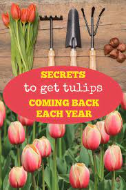 How To Get Your Tulips To Come Back Each Year Planting Tulips Growing Tulips Beautiful Flowers Garden