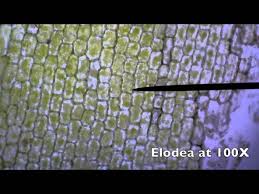 Maybe you would like to learn more about one of these? Elodea Plant Cells At 40x 100x 400x With Pond Water Youtube