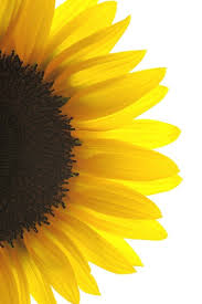 Pin De Surmeli Goz Em Black And Yellow Em 2020 Quadros De Girassol Arte Girassol Girassol Desenho