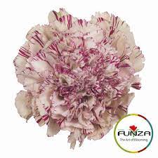 Specialty Carnation From Flores Funza Variety Acuarius Availability Year Round