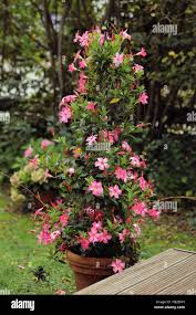 Image result for dipladenie amonea