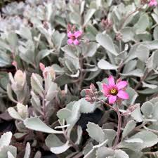 Image result for Kalanchoe pumila