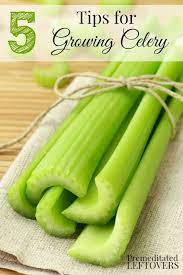 5 Tips For Growing Celery Including Growing Celery From Seed Watering Celery Where To Plant Celery When To Plan Growing Celery Celery Benefits Health Celery