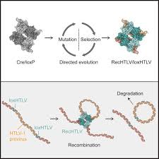 Image result for HTLV1