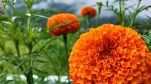 Check spelling or type a new query. Bikin Awet Muda Ini Manfaat Tersembunyi Dari Bunga Marigold