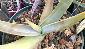 Image result for Aloe komatiensis