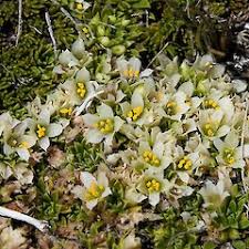 Image result for Emilia caespitosa