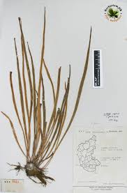 Image result for Vittaria elongata