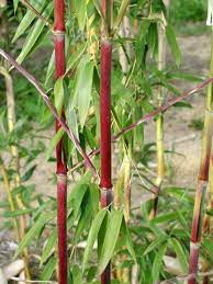 Phyllostachys Aureosulcata Spectabilis Bamboo Species Bamboo Garden Bamboo Landscape
