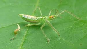 I was surprisingly given thor's cape with 43/45 members left, not realizing it was a bug. Michigan Insects In The Garden Week 3 Assassin Bugs Gardening In Michigan