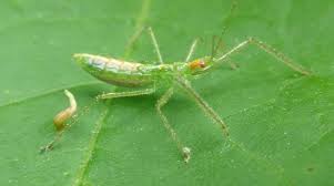 I was surprisingly given thor's cape with 43/45 members left, not realizing it was a bug. Michigan Insects In The Garden Week 3 Assassin Bugs Gardening In Michigan