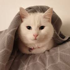 Amanda Iles (@mandarmoo)