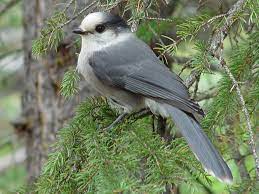 Maybe you would like to learn more about one of these? Official Birds Of Canada Provincial Birds