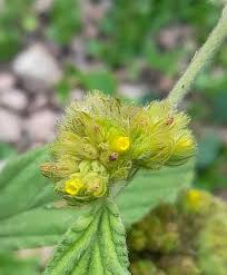 Image result for Waltheria