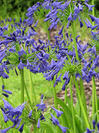 Image result for Agapanthus africanus