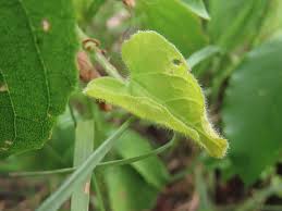 Image result for Kedrostis foetidissima