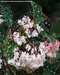 Begonia Maculata Care How To Grow Polka Dot Begonia Wightii Begonia Maculata Begonia Hanging Plants Indoor