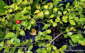 Image result for Crossopetalum