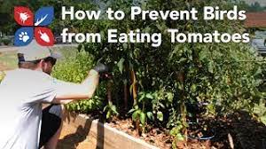 Maybe you would like to learn more about one of these? Do My Own Gardening How To Prevent Birds From Eating Tomatoes Ep10 Youtube