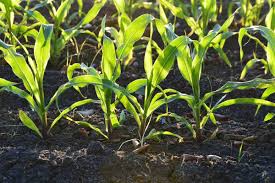It will not easily fall down unless something damage it. Corn Seed Germination Time Temperature Process Gardening Tips