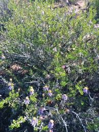 Image result for Felicia filifolia