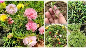 Bunga rose jepun opslag facebook. Cara Tanam Ros Jepun Dari Keratan Batang Mudah Jaga Cepat Berbunga Cantik