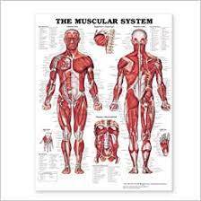 Maybe, you happen to be not very crafty and. The Muscular System Giant Chart 9781587799815 Medicine Health Science Books Amazon Com