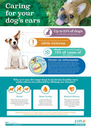 As a new pet owner, i had no idea ear infections were common in dogs. Caring For Your Dog S Ears Paw By Blackmores