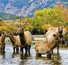 Elk In Rocky Mountain National Park Colorado Rocky Mountains Rocky Mountain National Park Estes Park Colorado