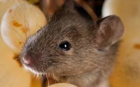 How long does pest control take? Blog Why It Is So Hard To Get Rodents Out Of Phoenix Homes
