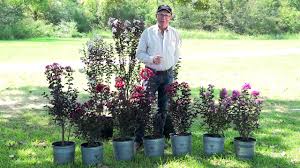 Crape Myrtle Grow Guide Buy Trees Online Perfect Plants