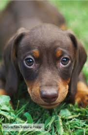 Corgi Dog Black And Brown New Puppy Checklist Must Have Supplies Dachshund Central Cute Animals Puppy Dog Beds New Puppy Checklist